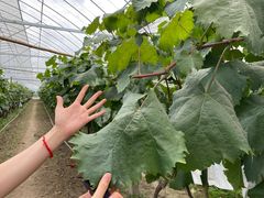 -马陆小张葡萄园农家乐