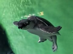 -上海海洋水族馆