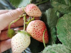 -大自然农场蔬菜草莓采摘园
