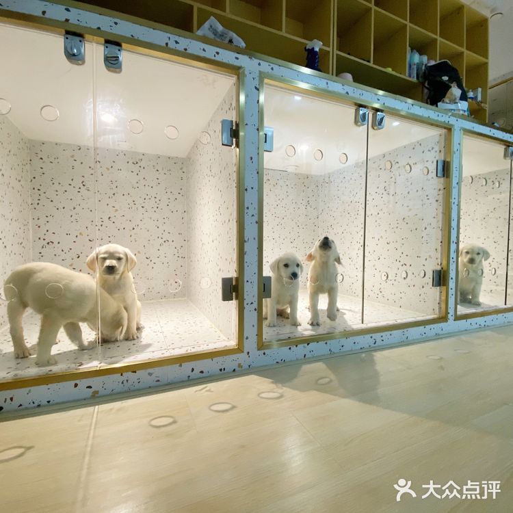 广州宠物探店，口碑超好的菲尔顿宠物😍
