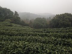 iphone_upload_pic-西湖风景区十里琅珰-五云山