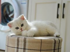 -糯米喵星人总部直营旗舰店·猫舍·幼猫出售
