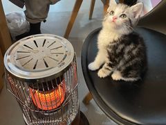 -喵zoo家庭繁育猫舍(尖东智能花园店)