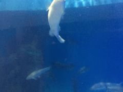 -上海长江河口科技馆