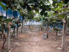 -马陆小张葡萄园农家乐