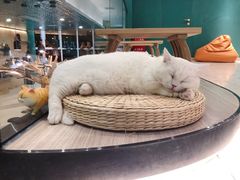 -飞行喵MR PILOT|猫舍·猫咖(静安大融城店)