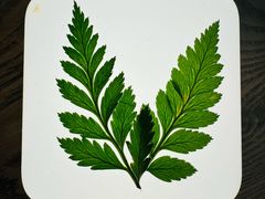 -解药·antidote Cafe&Bar