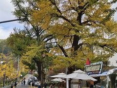 -四明山国家森林公园
