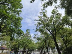 -青枫公园