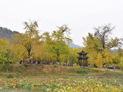 -千年银杏谷文化旅游区