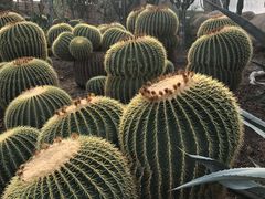 -北京植物园-展览温室