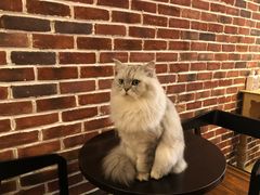 -猫友咖啡店(玉林西路店)