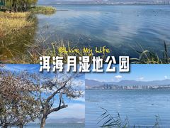 -洱海月湿地公园