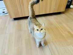 -唐小姐の私宠·宠物洗护美容·撸猫馆·购宠(周浦万达旗舰店)