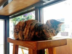 -猫的天空之城概念书店(杭州南宋御街店)