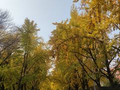 -三里屯东五街银杏大道