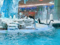 -帝企鹅自助餐厅•儿童岛•真企鹅(长隆企鹅酒店)