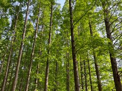 -黄海国家森林公园