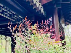 -上海佘山国家森林公园天马山园