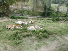 -上海野生动物园老虎餐厅