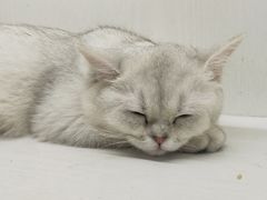-猫小院猫主题餐厅(三里屯店)