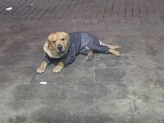 -海关荤豆花(洋河一路店)