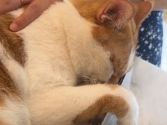 -瑞派申生动物医院·24H夜诊·国际动物医疗中心·骨外科(吴中路店)