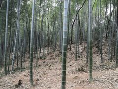 -上海佘山国家森林公园天马山园