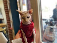-猫小院猫主题餐厅(南锣旗舰店)