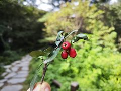 -国家植物园