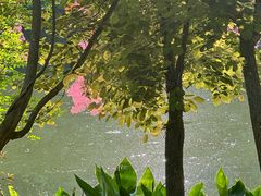 -东平国家森林公园