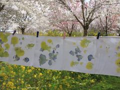 -古柏渡丰乐樱花园