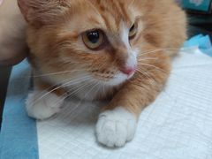 -安安宠医宠物医院·异宠·犬猫内科(岳阳分院)