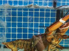 -阿伍海鲜大排档(塔湾金沙店)