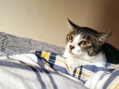 -汪喵宠物医院·骨科心脏影像·犬猫急重症ICU诊疗中心(成华分院)