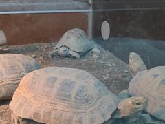 -上海大自然野生昆虫馆(东方明珠·爬宠昆虫探索中心)