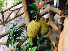 -海南槟榔谷黎苗文化旅游区