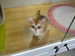 -青奢宠物·青奢猫舍