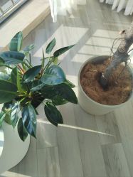 -HEYAN荷妍专业脱毛连锁机构