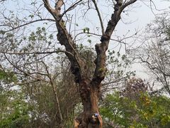 -中国科学院西双版纳热带植物园