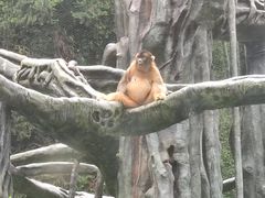-贵州森林野生动物园