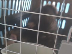 -瑞派福兴宠物医院犬猫全科·骨科·中西医结合(河东店)