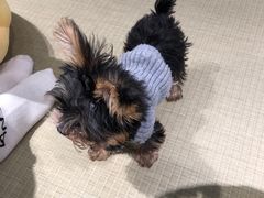 -逗柴咖啡屋·狗咖猫咖宠物桌游