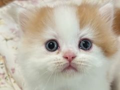 -珠海悠米米努特矮脚猫舍