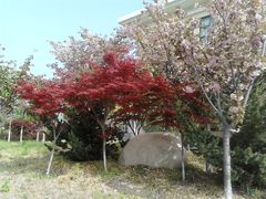-中国海洋大学（崂山校区）-游泳馆