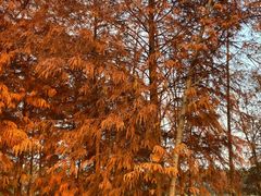 -上海海湾国家森林公园