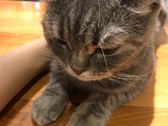 -猫小院猫主题餐厅(三里屯店)