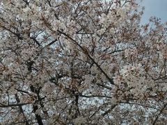 -高东镇樱花园
