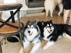 -Dog in Town Ekkamai