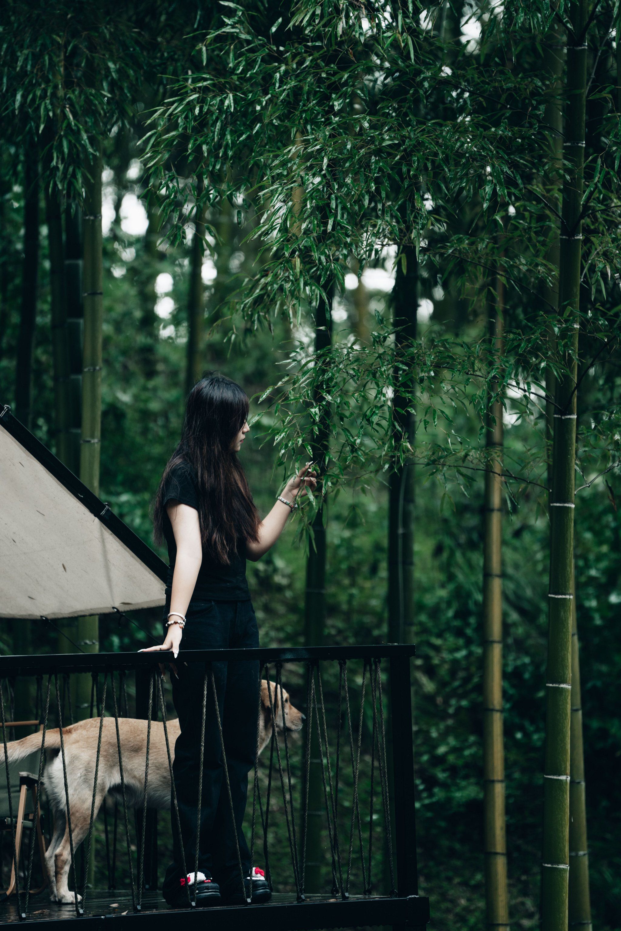 穿越竹林竹林露营地就在安吉